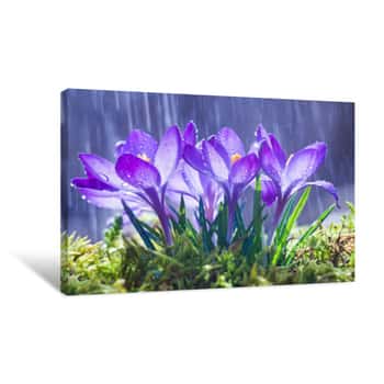 Image of Spring Flowers Of Blue Crocuses In Drops Of Water On The Background Of Tracks Of Rain Drops Canvas Print