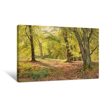 Image of In the Beechwoods Canvas Print
