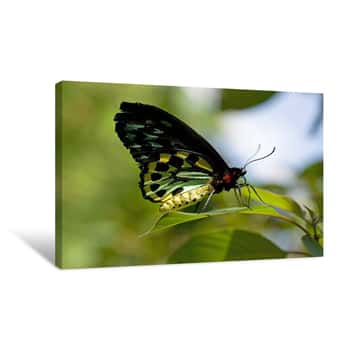 Image of Butterfly 2 Canvas Print