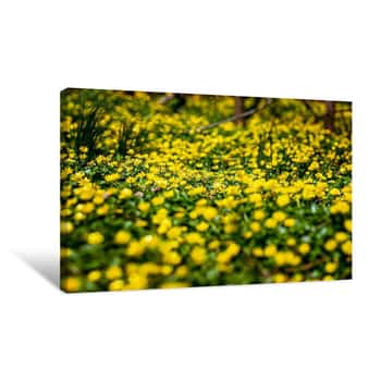 Image of Small Yellow Flowers on the Grass Canvas Print