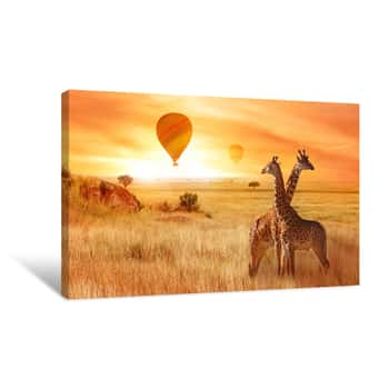 Image of Giraffes In The African Savanna Against The Background Of The Orange Sunset  Flight Of A Balloon In The Sky Above The Savanna  Africa  Tanzania  Canvas Print