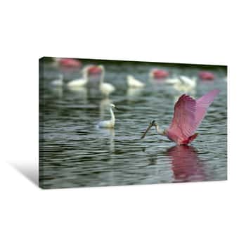 Image of Roseatte Spoonbill 3 Canvas Print