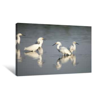 Image of Snowy Egrets    Canvas Print