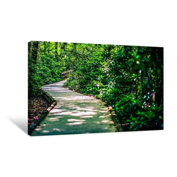 Image of Path Through the Forest 1 Canvas Print