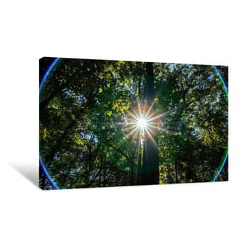 Image of Lens Flare in the Forest Canvas Print