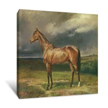 Image of Abdul Medschid, the Chestnut Arab Horse Canvas Print