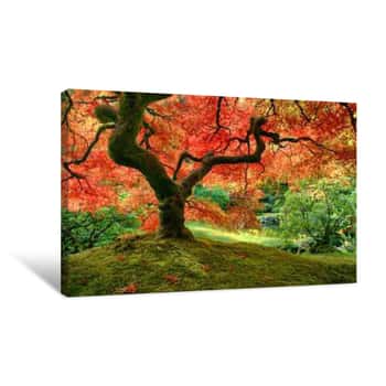 Image of Japanese Maple Tree In Autumn On Mossy Mound Canvas Print
