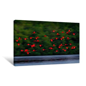 Image of Scarlet Ibis, Eudocimus Ruber, Exotic Red Bird, Nature Habitat, Bird Colony Flying On Above The River, Caroni Swamp, Trinidad And Tobago, Caribbean  Flock Of Ibis Fly, Wildlife Nature  Canvas Print