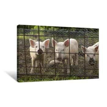 Image of Three Little Pigs Canvas Print