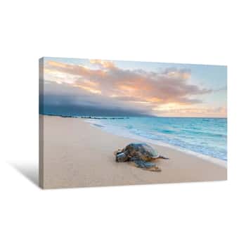 Image of Turtle Sunset Canvas Print