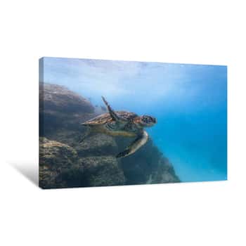 Image of Turtle Wave Canvas Print
