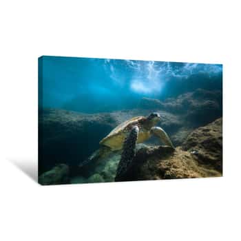 Image of Under the Sea Canvas Print