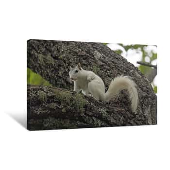 Image of White Squirrel in Tree Canvas Print