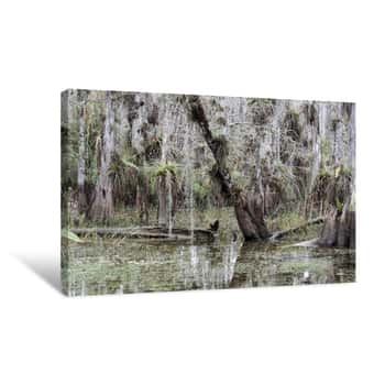 Image of Everglades An Der Loop Road Bei Pinecrest   Canvas Print