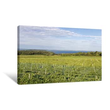 Image of Michigan Wine Country  Vineyard On The Old Mission Peninsula In Traverse City Along The Coast Of Lake Michigan  Canvas Print