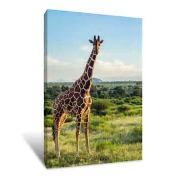Image of Giraffe Crossing The Trail In Samburu Park Canvas Print