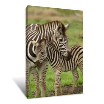 Image of Young Zebra And Mum Canvas Print