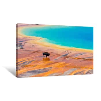 Image of Bison Walking Near Grand Prismatic Spring, Yellowstone National Park Canvas Print