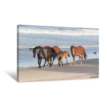 Image of Wild Horses On The Northern End Of The Outer Banks On The Beach At Corolla North Carolina    Canvas Print