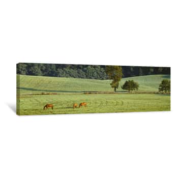 Image of Three Horses Grazing In A Field, Tufton Avenue, Baltimore County, Maryland, USA Canvas Print