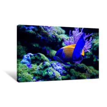 Image of Wonderful And Beautiful Underwater World With Corals And Tropical Fish    Canvas Print