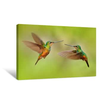 Image of Hummingbirds With Long Golden Tail, Beautiful Action Flight Scene With Open Wings, Clear Green Backgroud, Chicaque Natural Park, Colombia  Two Birds Golden-bellied Starfrontlet, Coeligena Bonapartei  Canvas Print