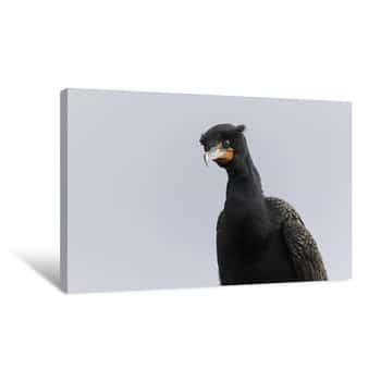 Image of Double Crested Cormorant 2 Canvas Print