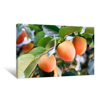 Image of Persimmons Fruit On Tree Close Up  Agriculture And Harvesting Concept  Canvas Print