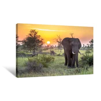 Image of African Elephant Walking At Sunrise Canvas Print