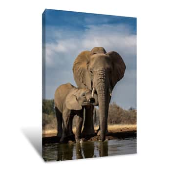 Image of Elelphant Mother And Calf Canvas Print