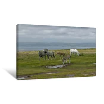 Image of Wild Ponies Roam Southern Wales Canvas Print