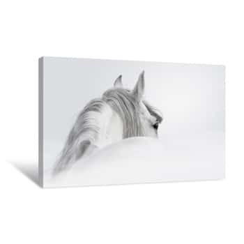 Image of Andalusian Horse In A Mist Canvas Print