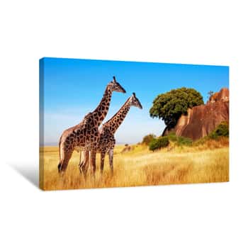 Image of Giraffes In The African Savannah  Serengeti National Park  Africa  Tanzania  Canvas Print