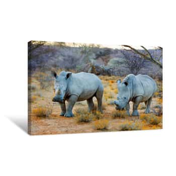 Image of Two White Rhino\'s (Ceratotherium Simum) Standing In The Dry African Bush In Namibia   White Rhinos Are A Threatened Species, Although The Population Is Increasing Slowly  Canvas Print