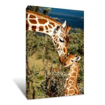 Image of Close Up Of Mother Giraffe Kissing Baby Giraffe In Africa Canvas Print