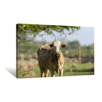 Image of Cow     Canvas Print
