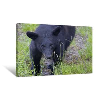 Image of Black Bear in North Carolina Canvas Print