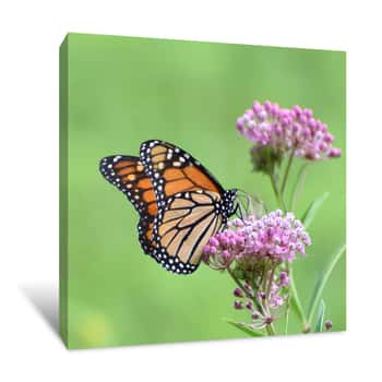 Image of Monarch Butterfly On Wildflowers Canvas Print