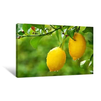 Image of Yellow Lemons Hanging On Tree   Canvas Print