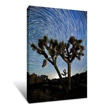 Image of Joshua Tree Star Trails Canvas Print