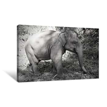 Image of Thai Baby Elephant Black and White Canvas Print