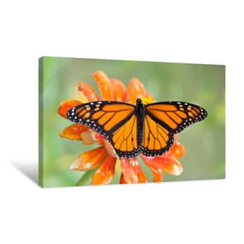 Image of Butterfly 2020-67 / Monarch Butterfly (Danaus Plexippus) Canvas Print