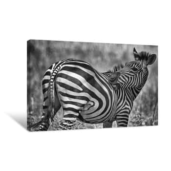 Image of Zebra Ngorongoro Canvas Print
