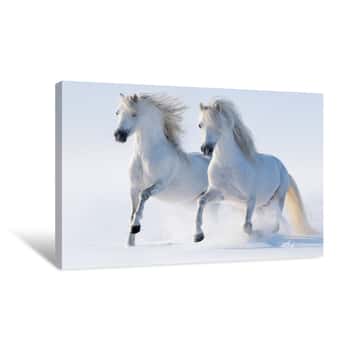 Image of Two White Horses Canvas Print