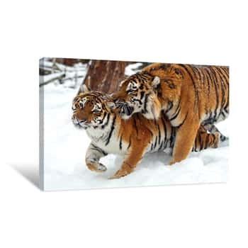 Image of Siberian Tigers Canvas Print