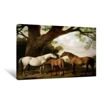 Image of Two Shafto Mares and a Foal Canvas Print