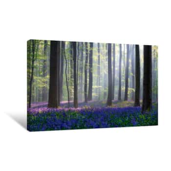 Image of Bluebells Forest Canvas Print
