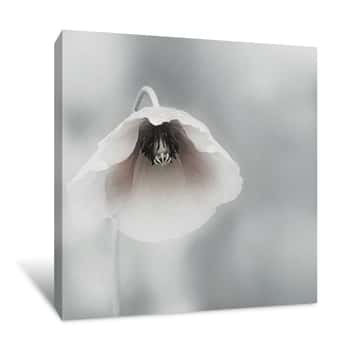 Image of Beautiful Poppy Flower Canvas Print