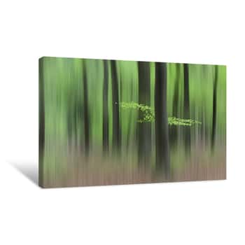Image of Spring Morning Forest Canvas Print