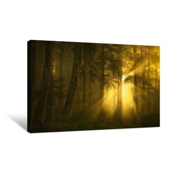 Image of Golden Sun Rays In The Dark Forest Canvas Print